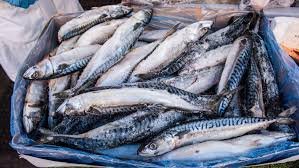 Mackerel fish