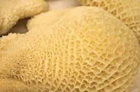Saki (Honeycomb)